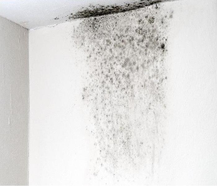 mold growing on ceiling