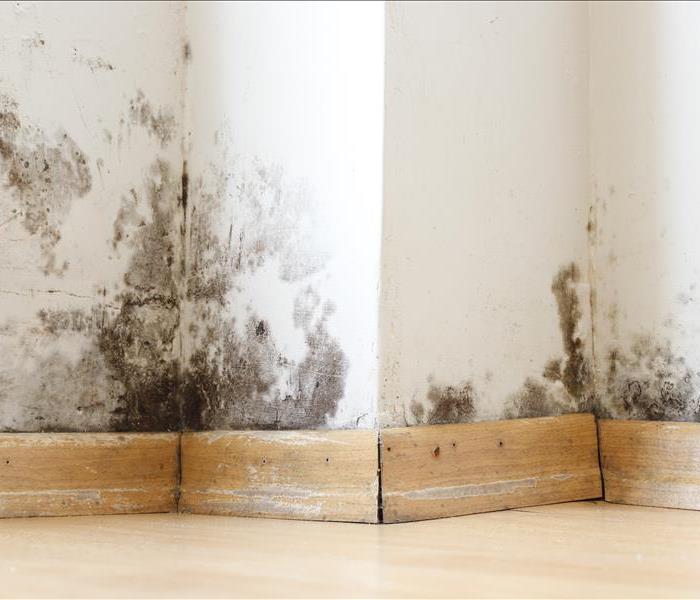 mold spread out all over home wall